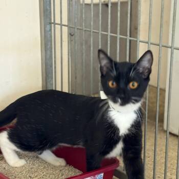 Rescue Domestic Short Hair Cats for Adoption in Goleta, California - Cranberry | PetCurious