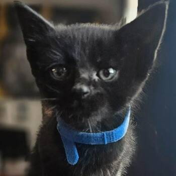 Domestic Short Hair Cats Available for Adoption in Sioux Falls, South Dakota - Mowgli | PetCurious
