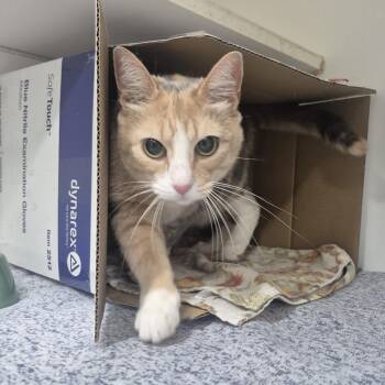 Tokio -  Domestic Short Hair Cat for Adoption in Newark, New Jersey - Tokio | PetCurious