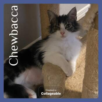 Tabby Cats Available for Adoption - CHEWBACCA  | PetCurious