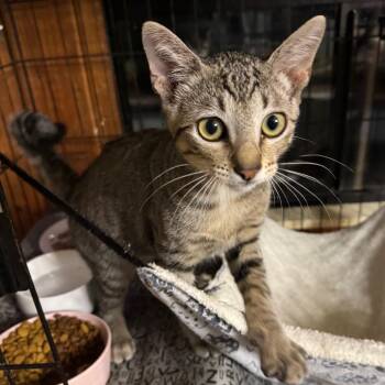 Jackson -  Domestic Short Hair Cat for Adoption in Volcano, Hawaii - Jackson | PetCurious
