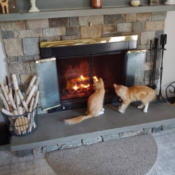 Bacon *Bonded with Eggs* Avail by Appt -  Domestic Medium Hair Cat for Adoption in Kennebunk, Maine - Bacon *Bonded With Eggs* Avail By Appt | PetCurious