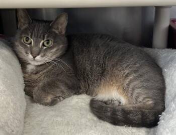 Rescue Domestic Short Hair Cats for Adoption in Annapolis, Maryland - Nala | PetCurious