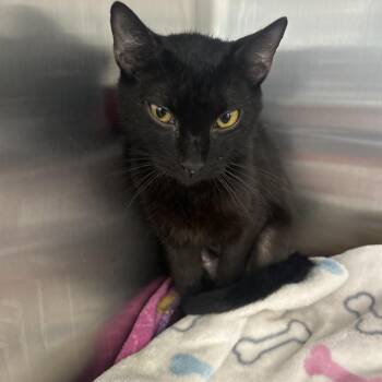 Duchess -  Domestic Short Hair Cat for Adoption in Lakeland, Florida - Duchess | PetCurious