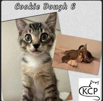 Rescue Domestic Short Hair Cats for Adoption in Courtenay, British Columbia - Cookie D 6 | PetCurious