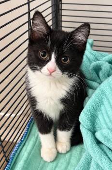 Gemma -  Tuxedo Cat for Adoption in Saginaw, Michigan - Gemma | PetCurious