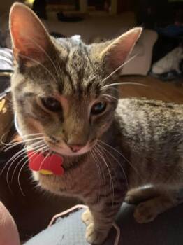 Rescue Domestic Short Hair Cats for Adoption in Danville, Kentucky - Aaron | PetCurious