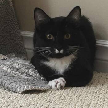 Rescue Domestic Short Hair Cats for Adoption in Victoria, British Columbia - Mistletoe | PetCurious