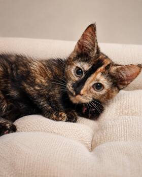June -  Domestic Short Hair Cat for Adoption - June | PetCurious