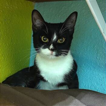 Rescue Domestic Short Hair Cats for Adoption in Fresno, California - Ellen | PetCurious