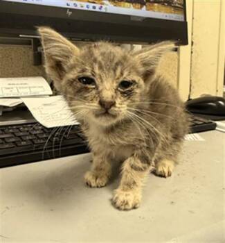 A1923377 -  Domestic Short Hair Cat for Adoption in Riverside, California - A1923377 | PetCurious