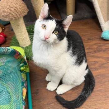 Parker -  Domestic Short Hair Cat for Adoption in Howes Cave, New York - Parker | PetCurious