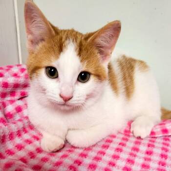 Janus -  Domestic Short Hair Cat for Adoption in South Elgin, Illinois - Janus | PetCurious