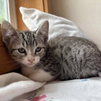 Poppy Woodville -  Tabby and Domestic Short Hair Cat for Adoption in Friendswood, Texas - Poppy Woodville | PetCurious