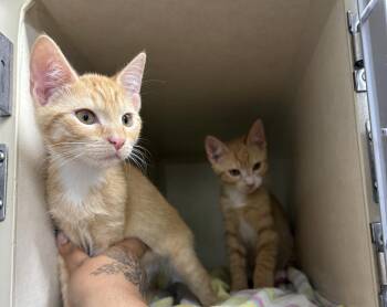 Eric -  Domestic Short Hair Cat for Adoption in Elmsford, New York - Eric | PetCurious
