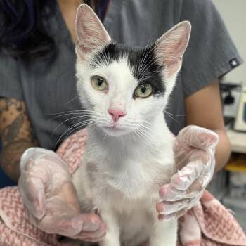 Panda -  Domestic Short Hair Cat for Adoption in Newark, New Jersey - Panda | PetCurious