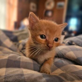 SpongeBob -  Domestic Short Hair Cat for Adoption in Watertown, New York - SpongeBob | PetCurious