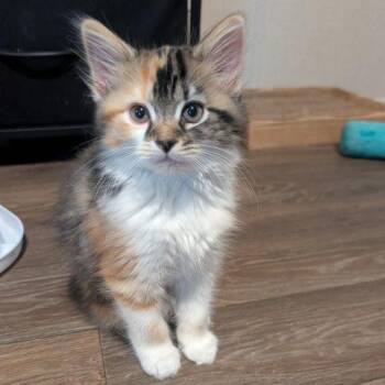 Lucy Joy -  Calico and Domestic Medium Hair Cat for Adoption in Knoxville, Tennessee - Lucy Joy | PetCurious
