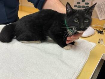 Domestic Short Hair Cats Available for Adoption in Colorado Springs, Colorado - LADY GUINEVERE | PetCurious