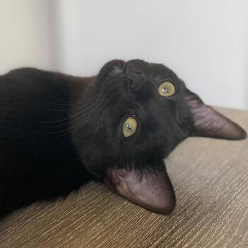 Rescue Domestic Short Hair Cats for Adoption in Chino Hills, California - Miss Gracie - Chino Hills Location | PetCurious
