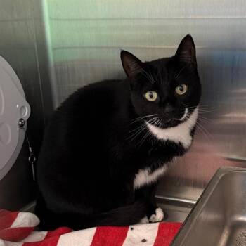 OREO -  Domestic Medium Hair Cat for Adoption in Barnstable, Massachusetts - OREO | PetCurious