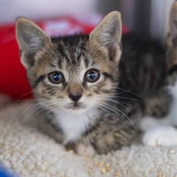 Seward -  Domestic Short Hair Cat for Adoption in Wilmington, Delaware - Seward | PetCurious