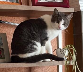 Domestic Short Hair Cats Available for Adoption in Lafayette, Colorado - Hubba Bubba | PetCurious