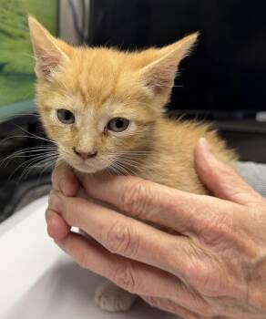 Chili (Sassy K4) -  Domestic Short Hair Cat for Adoption in Pahrump, Nevada - Chili (Sassy K4) | PetCurious
