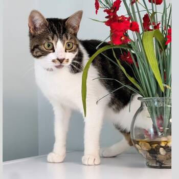 Jamie -  Domestic Short Hair Cat for Adoption in Syosset, New York - Jamie | PetCurious