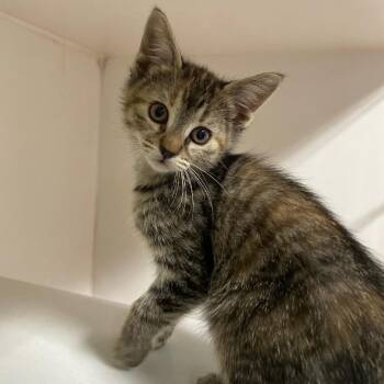 Domestic Short Hair Cats Available for Adoption - Ponce | PetCurious
