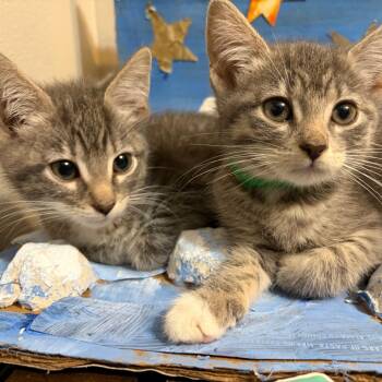 Gilbert -  Domestic Short Hair Cat for Adoption in Madison, Wisconsin - Gilbert | PetCurious