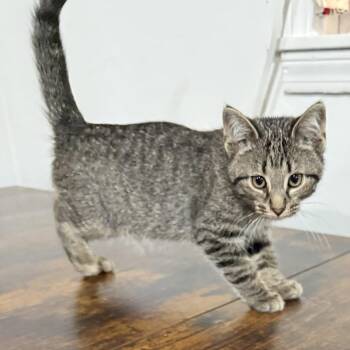 Wreck-It Ralph -  Domestic Short Hair Cat for Adoption in Bloomington, Illinois - Wreck-It Ralph | PetCurious