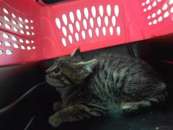 SPINOSAURUS -  Domestic Short Hair Cat for Adoption in Omaha, Nebraska - SPINOSAURUS | PetCurious