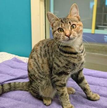 Hibiscus -  Domestic Short Hair Cat for Adoption in Richmond, Virginia - Hibiscus | PetCurious