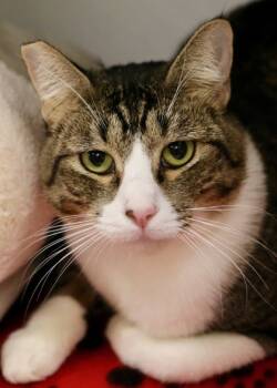 Rescue Domestic Short Hair Cats for Adoption in Morristown, New Jersey - Osvaldo | PetCurious