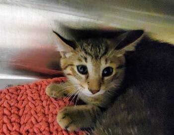 MILO -  Domestic Short Hair Cat for Adoption in Aurora, Illinois - MILO | PetCurious
