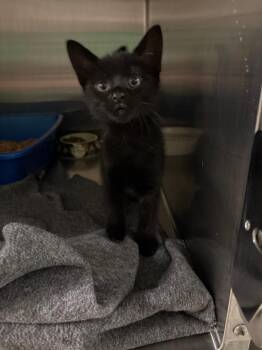 Ventress -  Domestic Short Hair Cat for Adoption in Ocala, Florida - Ventress | PetCurious
