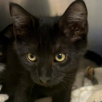 Cole -  Domestic Short Hair Cat for Adoption in East Hanover, New Jersey - Cole | PetCurious
