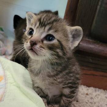 French Fry -  Domestic Short Hair Cat for Adoption in Keizer, Oregon - French Fry | PetCurious