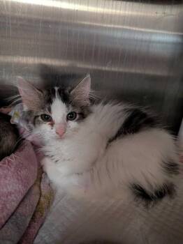 Chicago White Sock -  Domestic Long Hair Cat for Adoption in Cincinnati, Ohio - Chicago White Sock | PetCurious