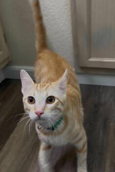 Batman 3 -  Domestic Short Hair Cat for Adoption in Tucson, Arizona - Batman 3 | PetCurious