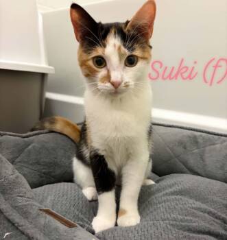 Suki -  Domestic Short Hair Cat for Adoption in Raeford, North Carolina - Suki | PetCurious