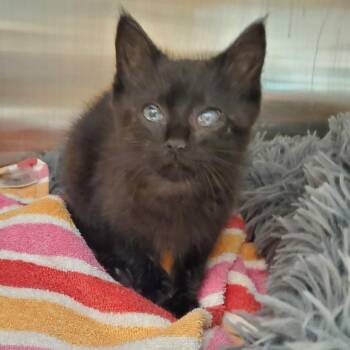 Baby Bagheera -  Domestic Short Hair Cat Available for Adoption in Chattanooga, Tennessee - Baby Bagheera | PetCurious