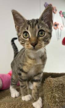 Marigold -  Domestic Short Hair and Tabby Cat for Adoption in Fremont, Nebraska - Marigold | PetCurious