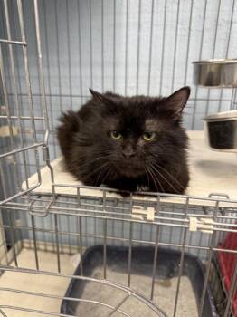 Domestic Medium Hair Cats Available for Adoption in West Mifflin, Pennsylvania - Cicero | PetCurious