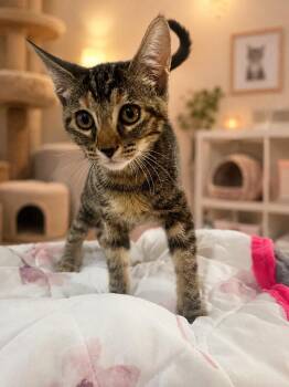 Cassia -  Domestic Short Hair Cat for Adoption in Cottonwood, Arizona - Cassia | PetCurious