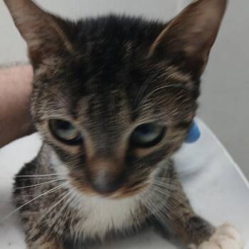 Domestic Short Hair Cats Available for Adoption - Asparagus | PetCurious