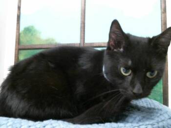 Domestic Short Hair Cats Available for Adoption - OLIVE | PetCurious