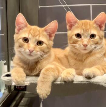 Grover and Oscar (bonded brothers) -  Domestic Short Hair Cat for Adoption in Hamilton, Ontario - Grover And Oscar (bonded Brothers) | PetCurious