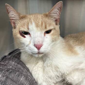 Frank -  Domestic Short Hair Cat for Adoption in League City, Texas - Frank | PetCurious